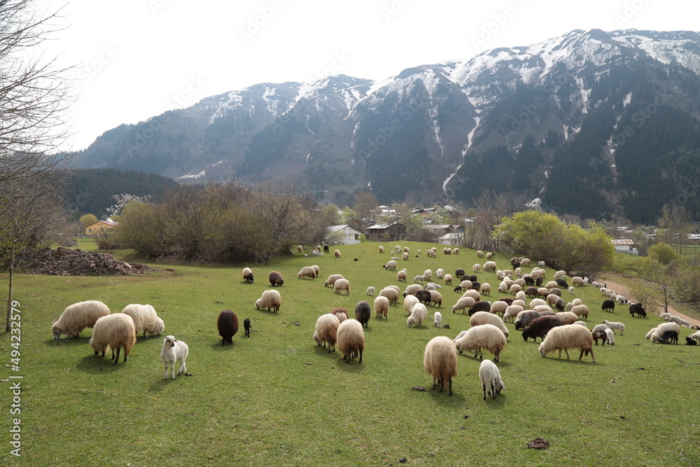 Obraz premium sheep grazing on the green meadows with mountains in backdrop.artvin .Turkey