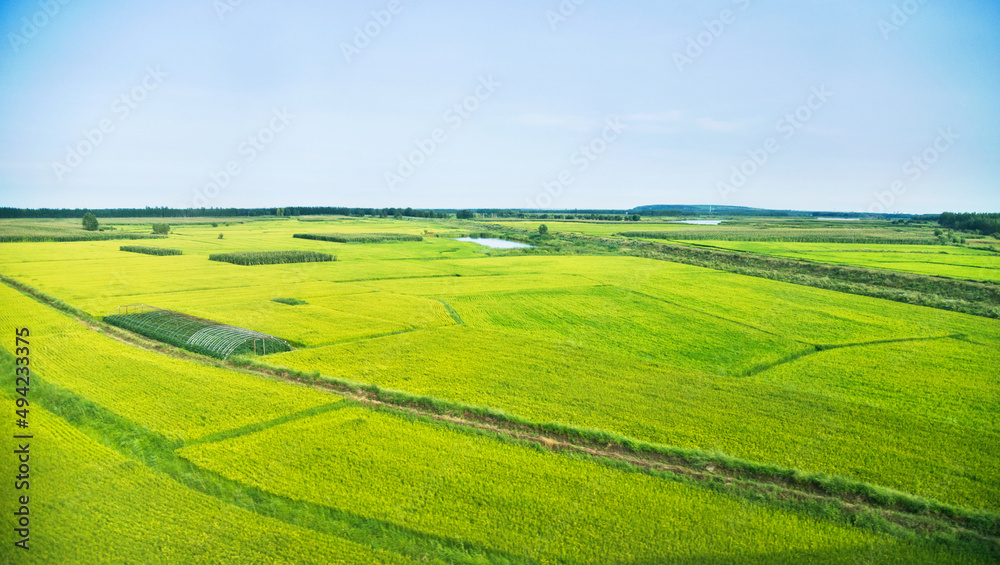 High angle view of organic corn field at agriculture farm