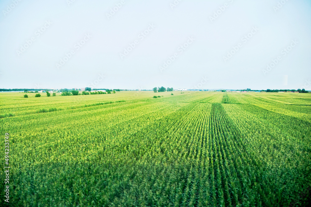 High angle view of organic corn field at agriculture farm