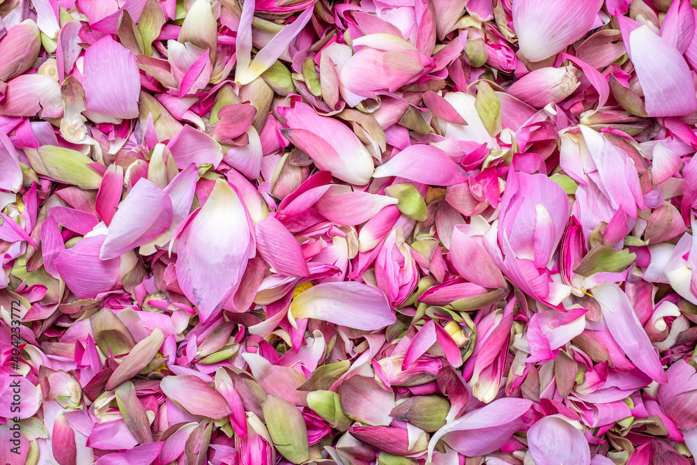 Many pink lotus petals are lined up to make a background, used for backgrounds and presentations.