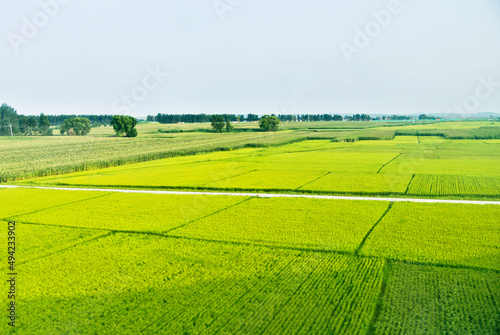 High angle view of organic corn field at agriculture farm