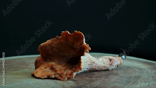 Woolly Chanterelle (Turbinellus floccosus) Mushroom Rotation photo