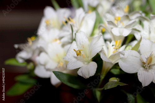 Fototapeta Naklejka Na Ścianę i Meble -  White natural flowers - selective focus.