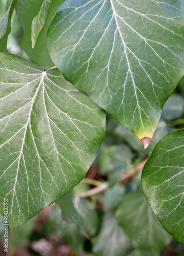 close up of a green leaf in the garden © aykutkarahan
