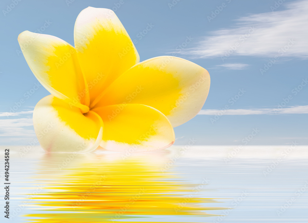 Fleur jaune de frangipanier et reflets dans l’eau Fleur jaune de frangipanier et reflets dans l’eau