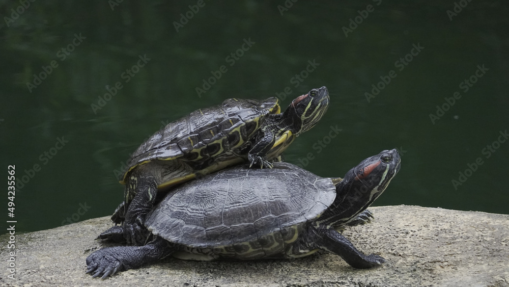 Obraz premium 亀親子