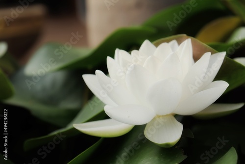 Beautiful of white lotus flowers and green leaves