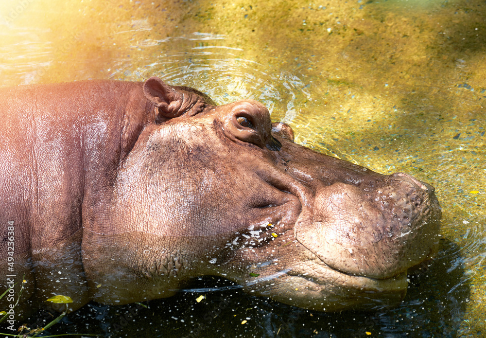 hippo potamus head lie down in river open eye a bit hippo potamus head lie down in river open eye a bit