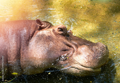 hippo potamus head lie down in river open eye a bit