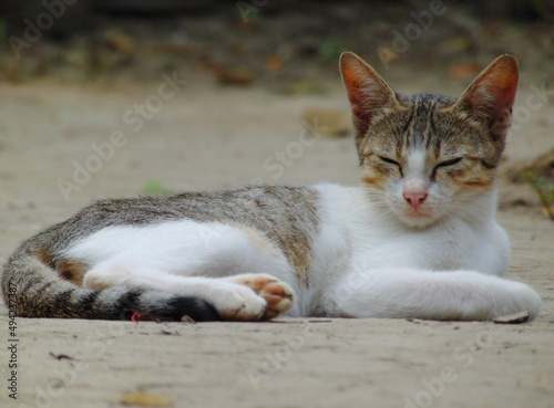 its my cat image. i love all cat. i hope u also like my photoshoot. thanks