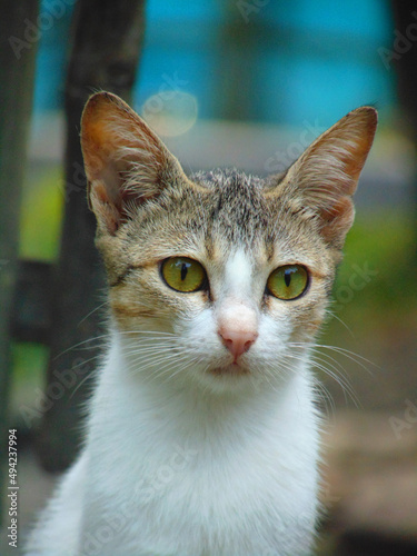 its my cat image. i love all cat. i hope u also like my photoshoot. thanks