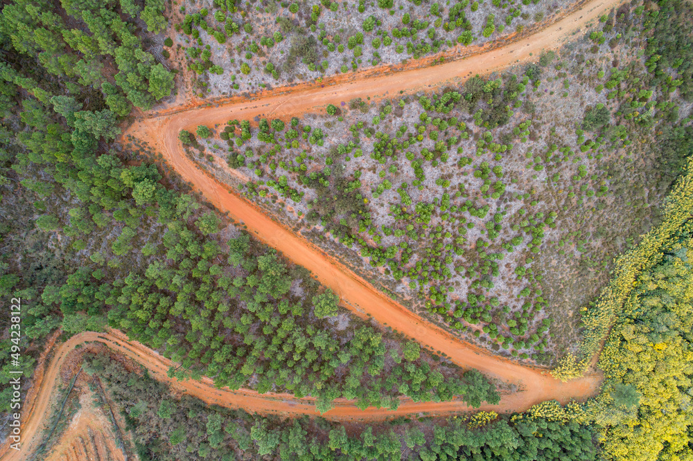 aerial view of a mountain dirt road with pine tree plantations