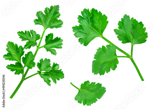 Parsley herb isolated on white background. Parsley leaf top view, flat lay. Collection. .