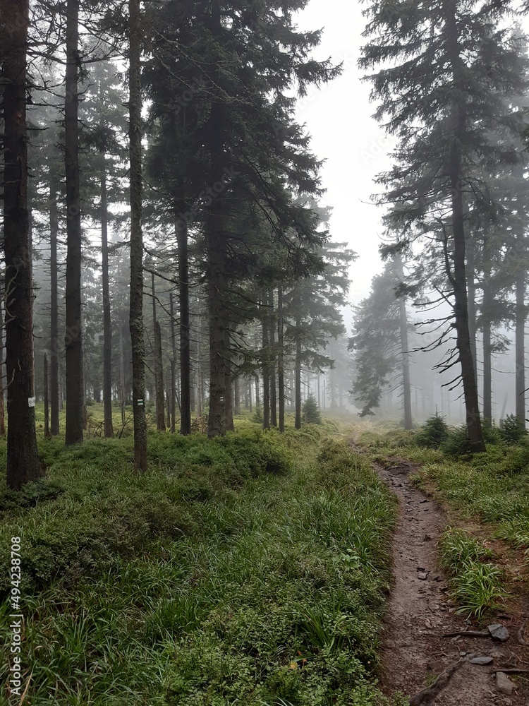 Naklejka premium forrest fog