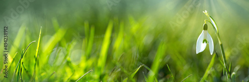 Spring background with Snowdrops on bokeh background in sunny spring garden .