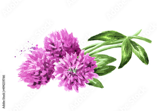 Red pink field clover  flowers,  Hand drawn watercolor illustration isolated on white background