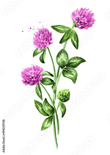 Red pink field clover  flowers.  Hand drawn watercolor illustration isolated on white background
