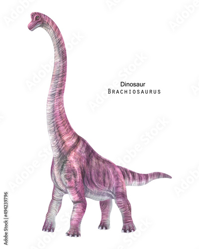 Brachiosaurus illustration. Pink long neck dinosaur