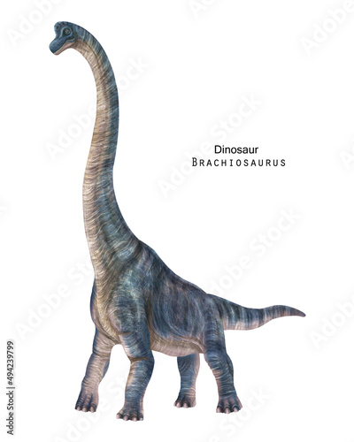 Brachiosaurus illustration. Blue long neck dinosaur