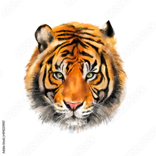 hand drawn digital illustration isolated on white background. realistic tiger. design for decoration, card printing and fabric printing