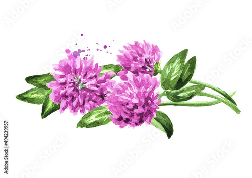 Red pink field clover plant, flowers and leaves, Hand drawn watercolor illustration isolated on white background