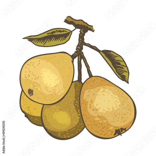 Pears. Fruits on a tree branch, isolated on a white background. Painted fruits for goods and health.