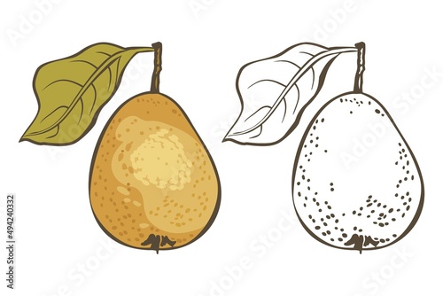 Hand drawn sketch fruit wild pear. Eco food. Vector isolated illustration.