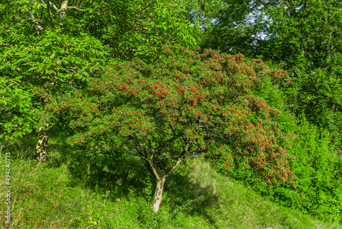 Rote Beeren eines Weißdornstrauches