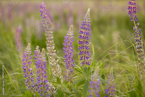 Fototapeta Naklejka Na Ścianę i Meble -  Lupinus, lupin, lupine field with purple and blue flowers at sunset. Bunch of lupines summer flower background.