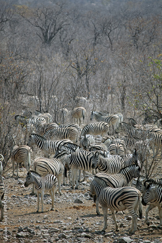Large herd of zebra in arid scrub  Etosha National Park  Namibia 