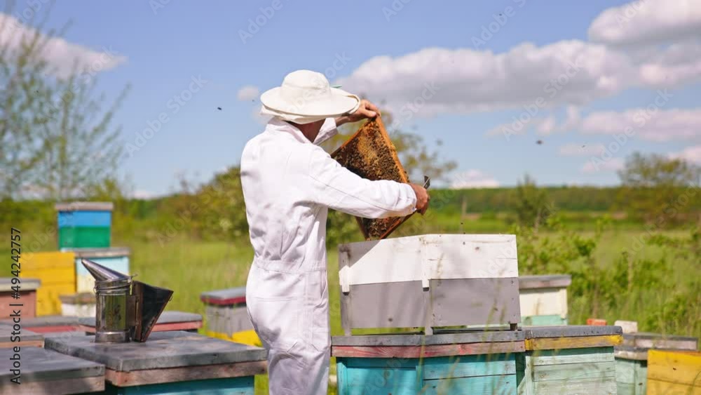 Beekeeper holds a brown frame coated with bees. Apiarist places honey frame into a wooden bee hive. Nature backdrop in blur. Beekeeper holds a brown frame coated with bees. Apiarist places honey frame into a wooden bee hive. Nature backdrop in blur.