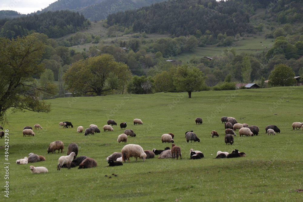  sheep grazing on the green meadows with mountains in backdrop.artvin .Turkey