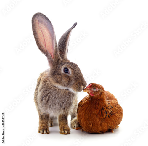 Gray rabbit kisses a little chicken. photo