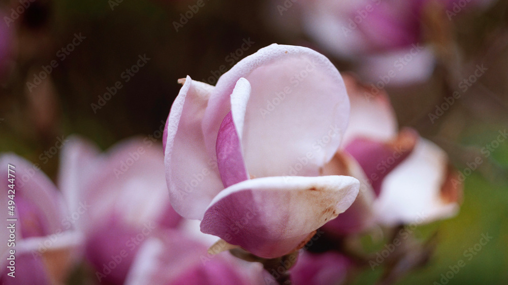 Kwitnąca Magnolia Pośrednia - obrazy, fototapety, plakaty 