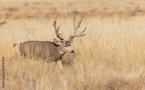 Buck Mule Deer in the Fall Rut in Colorado