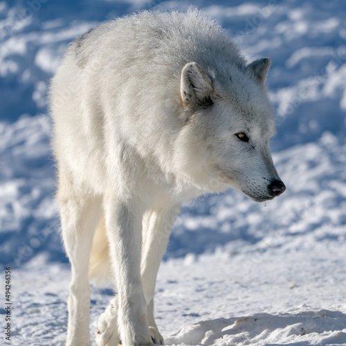 White wolf in the snow at the Yellowstone Grizzly and Wolf Center.  CAPTIVE
