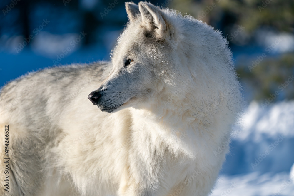 Fototapeta premium White wolf in the snow at the Yellowstone Grizzly and Wolf Center. CAPTIVE 