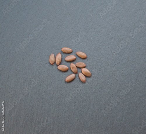 Seeds of Albizia julibrissin, pod of Acacia tree, Persian silk tree, species of tree in the family Fabaceae, native to southwestern and eastern Asia, Lenkoran acacia or bastard tamarind photo