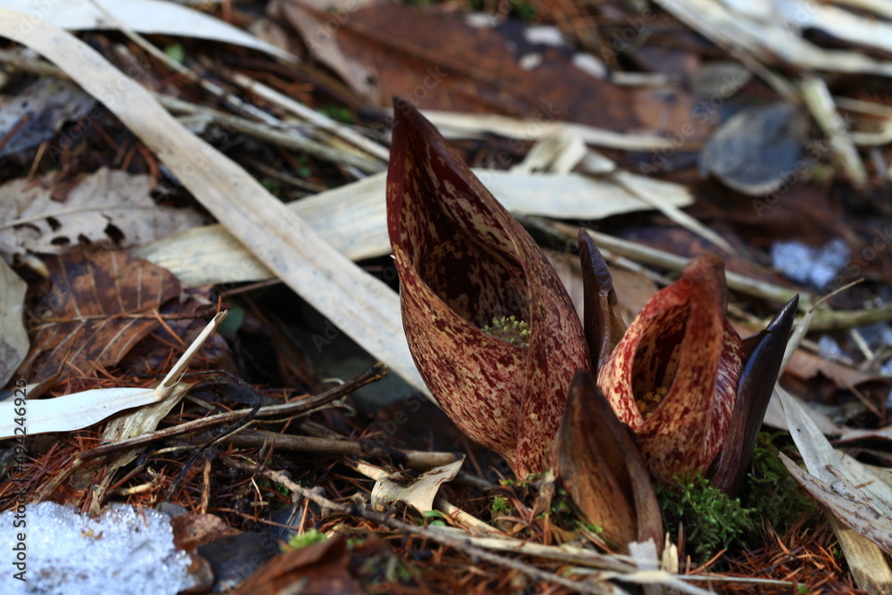 Fototapeta premium winter snow