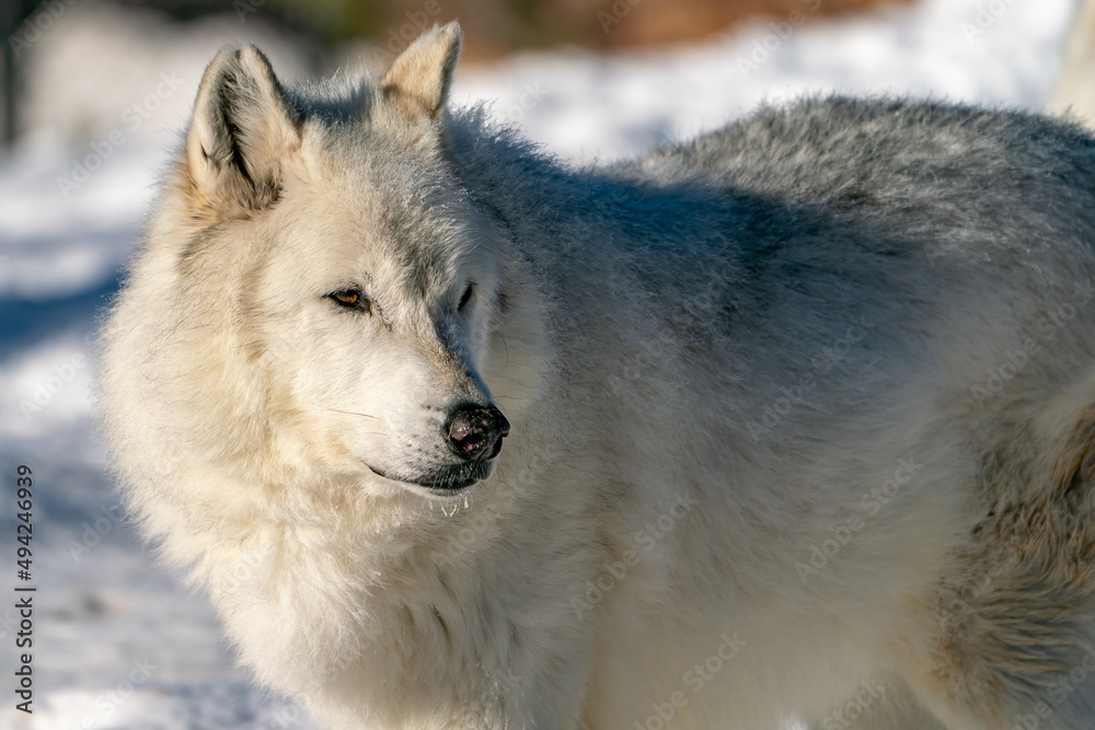 White wolf in the snow at the Yellowstone Grizzly and Wolf Center.  CAPTIVE
