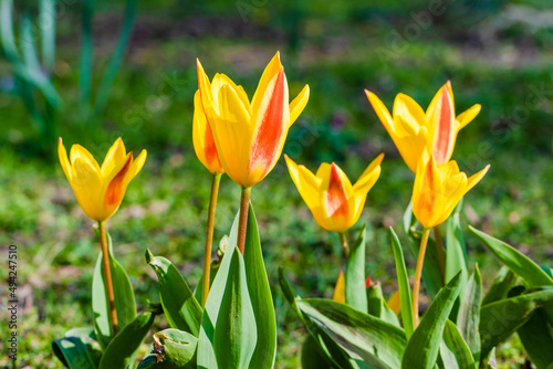 spring flowers in the park