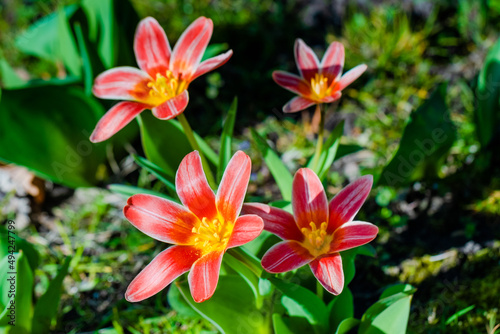 spring flowers in the park