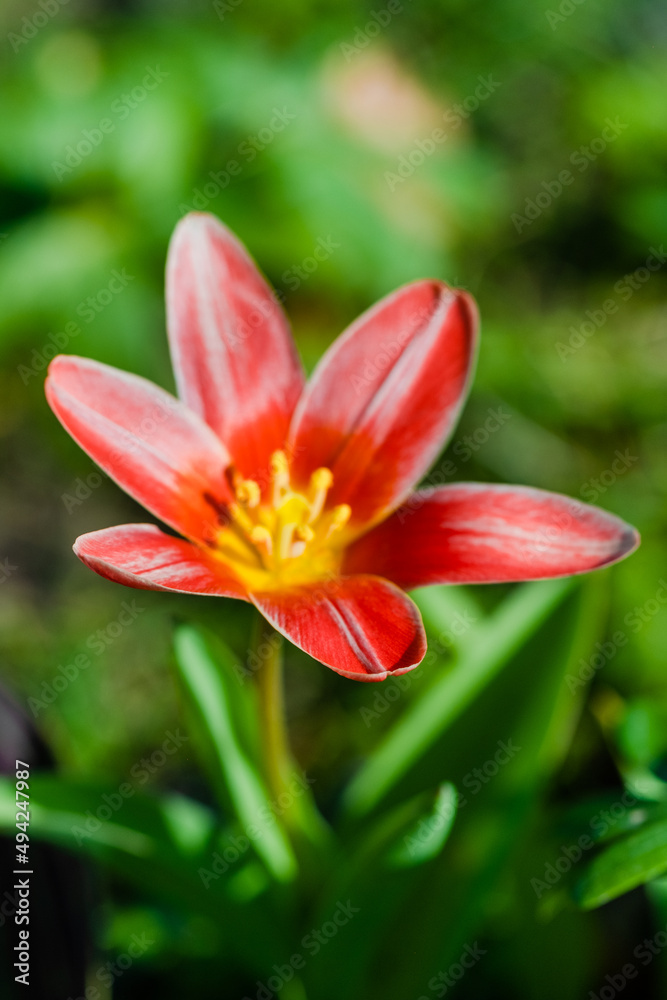 spring flowers in the park spring flowers in the park