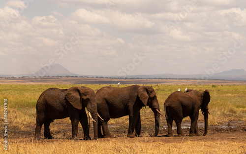 tres elefantes caminando en su h  bitat natural  la sabana africana en Tanzania  Parque Nacional Tarangire 