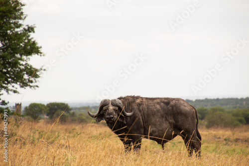 Macho de búfalo africano en la llanura del Serengeti, mirando fijamente 