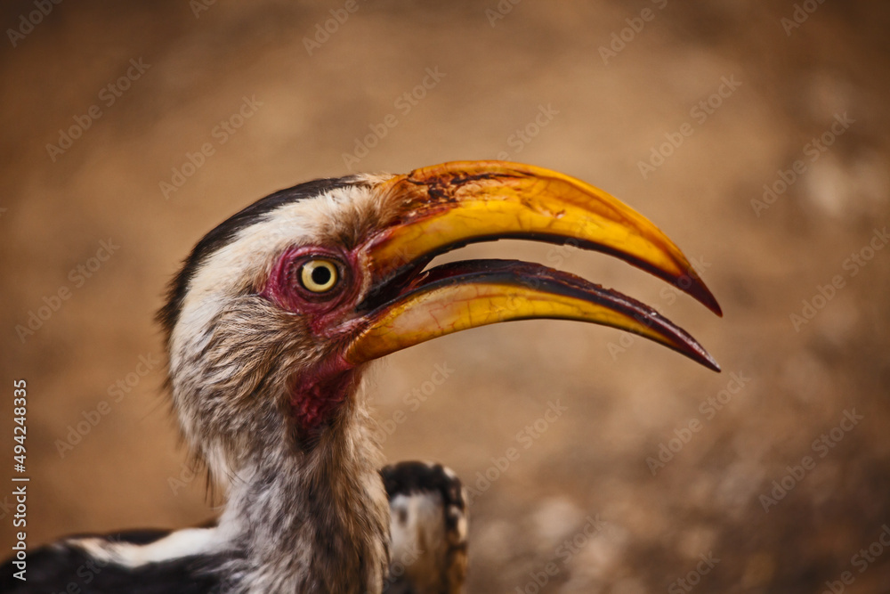 Fototapeta premium Southern Yellow-billed Hornbill (Tockus leucomelas) 14981