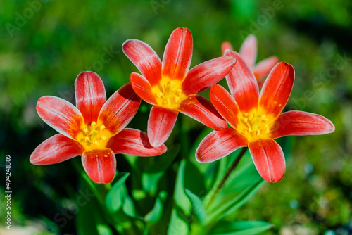 spring flowers in the park