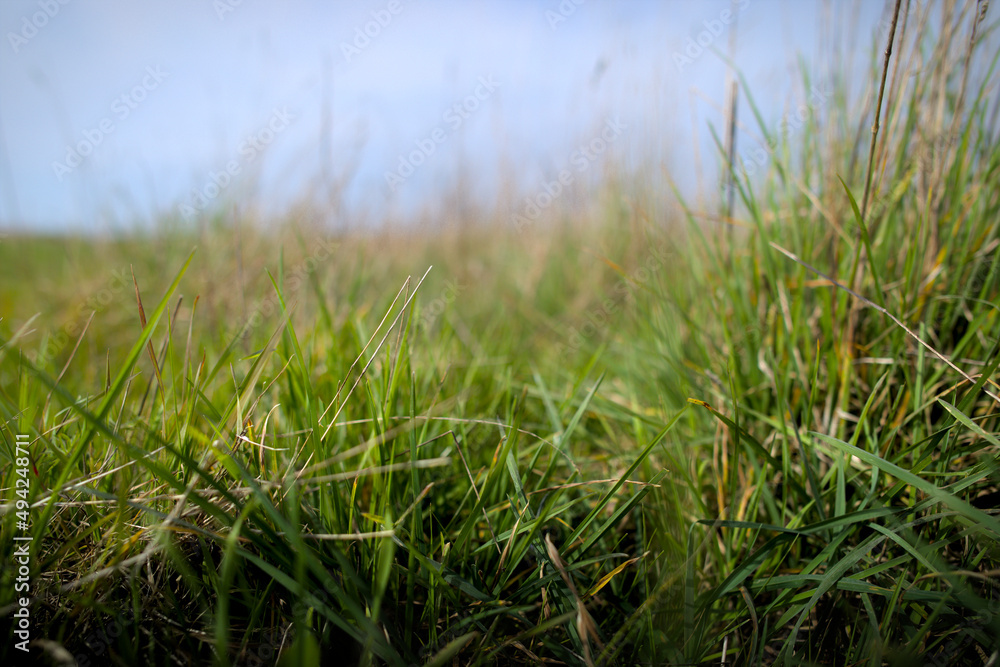 Grass close up