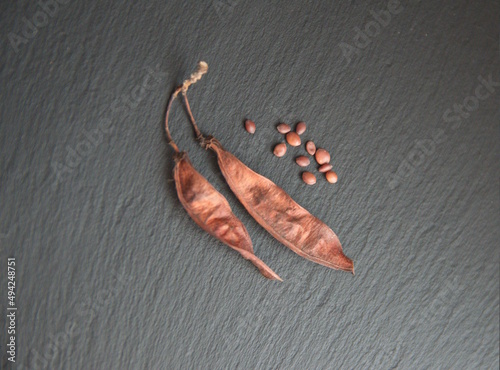 Seeds of Cercis siliquastrum, commonly known as the Judas tree or Judas-tree, Cercis canadensis, the eastern redbud, seeds on grey background