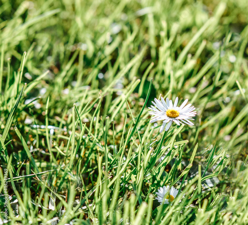 Small chamomile on spring grass